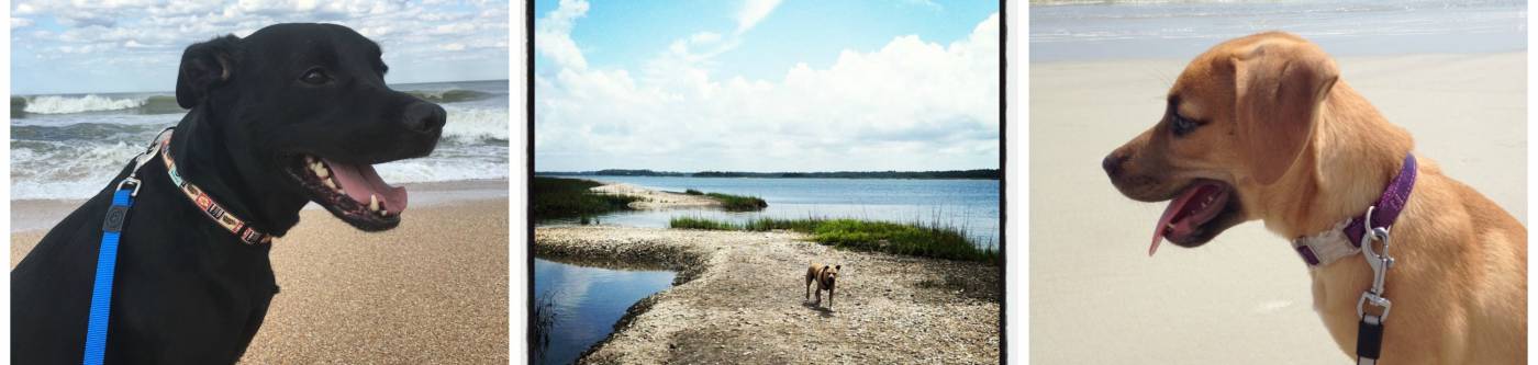 pet-friendly-vacation-rentals-in-st-augustine-fl-coastal-realty